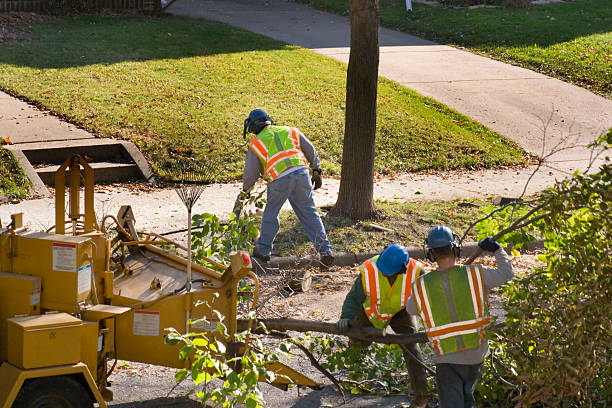 Tree Service Company in Stanfield, NC